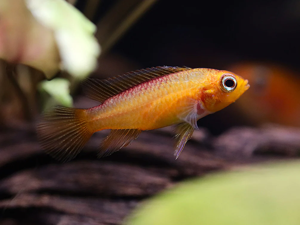 Gold Fire Red Agassizi's Dwarf Cichlid (Apistogramma cf. agassizii), Tank-Bred - Nestor' Aquariums & Pets