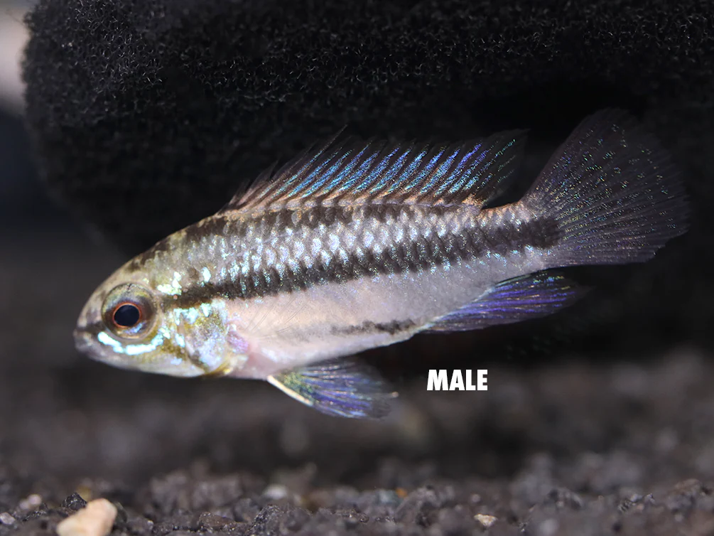 Redfin Three-Striped Dwarf Cichlid (Apistogramma trifasciata) - TANK-BRED!!! - Nestor' Aquariums & Pets