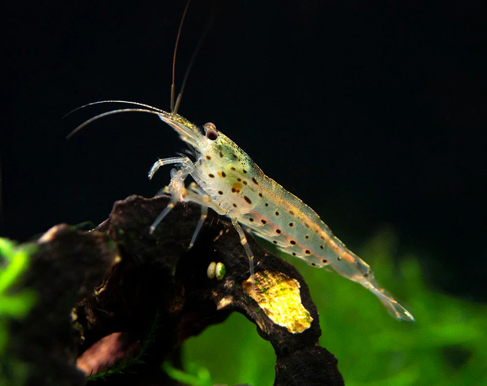 Amano Shrimp Combo Box - Nestor' Aquariums & Pets