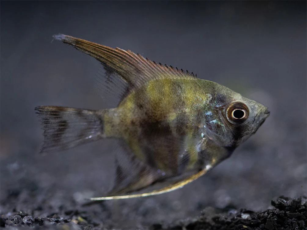 Leopard Angelfish (Pterophyllum scalare), TANK-BRED! - Nestor' Aquariums & Pets