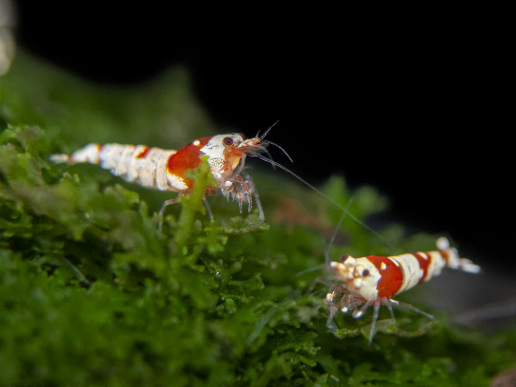 Crystal Shrimp Combo Pack, Tank-Bred - Nestor' Aquariums & Pets