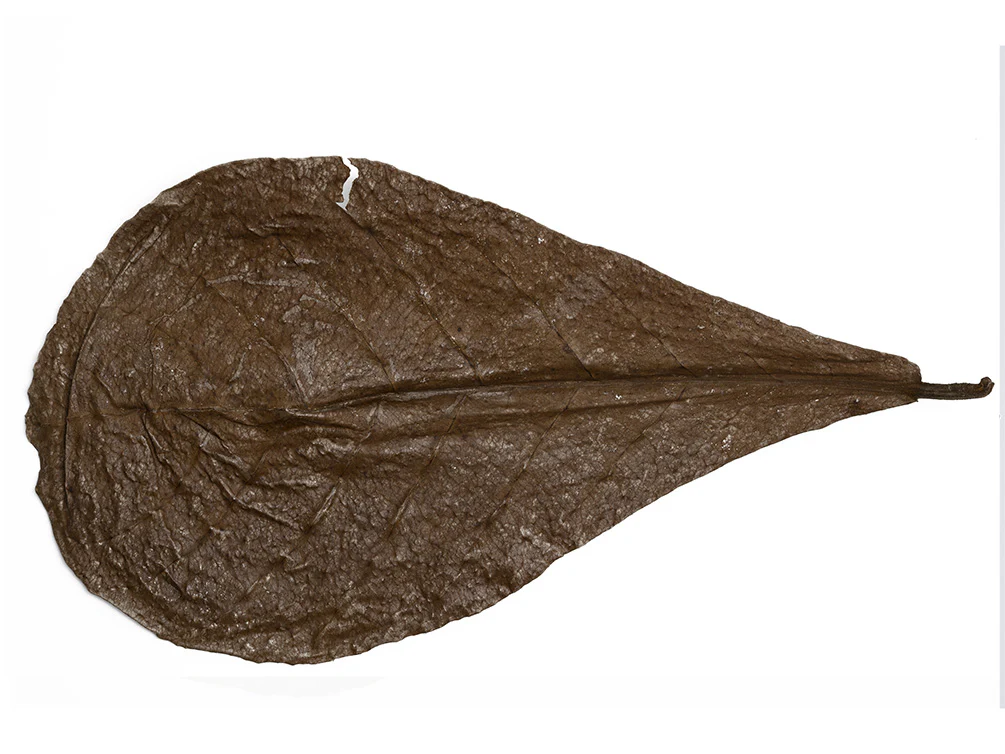 Catappa AKA Indian Almond Leaves - Nestor' Aquariums & Pets