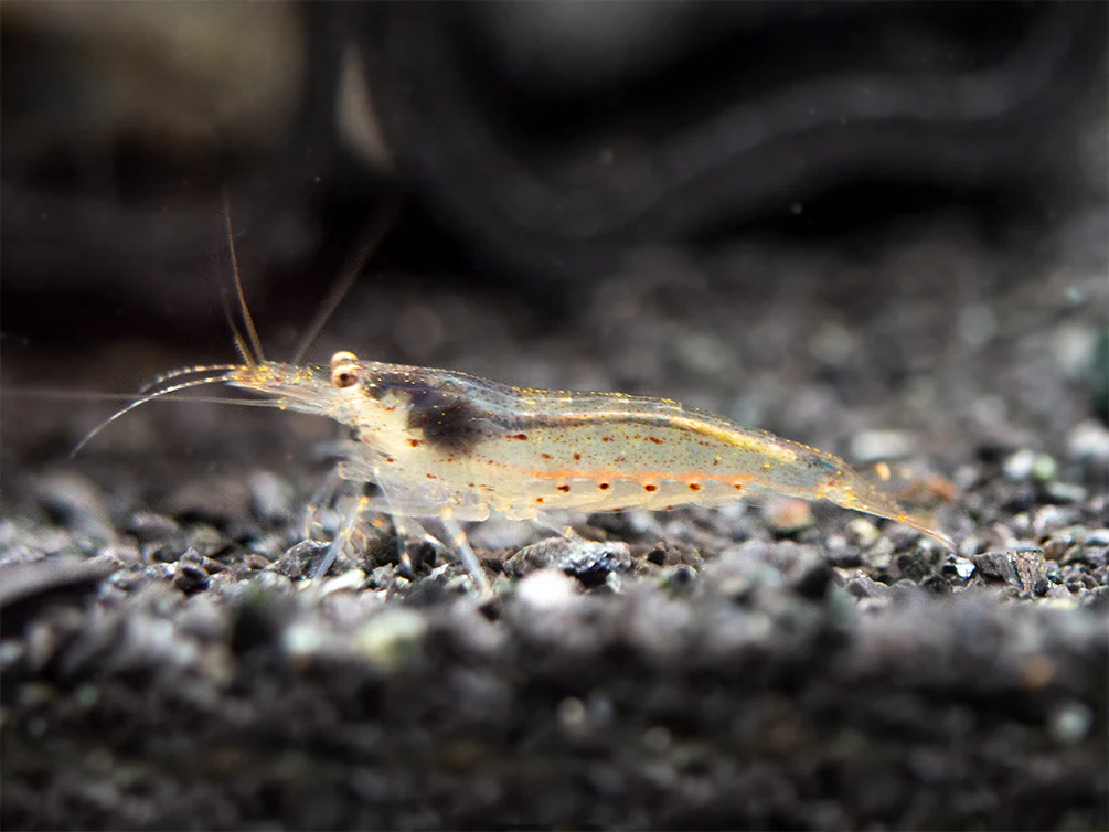 Amano AKA Yamato Shrimp (Caridina multidentata), CAPTIVE-BRED! - Nestor' Aquariums & Pets