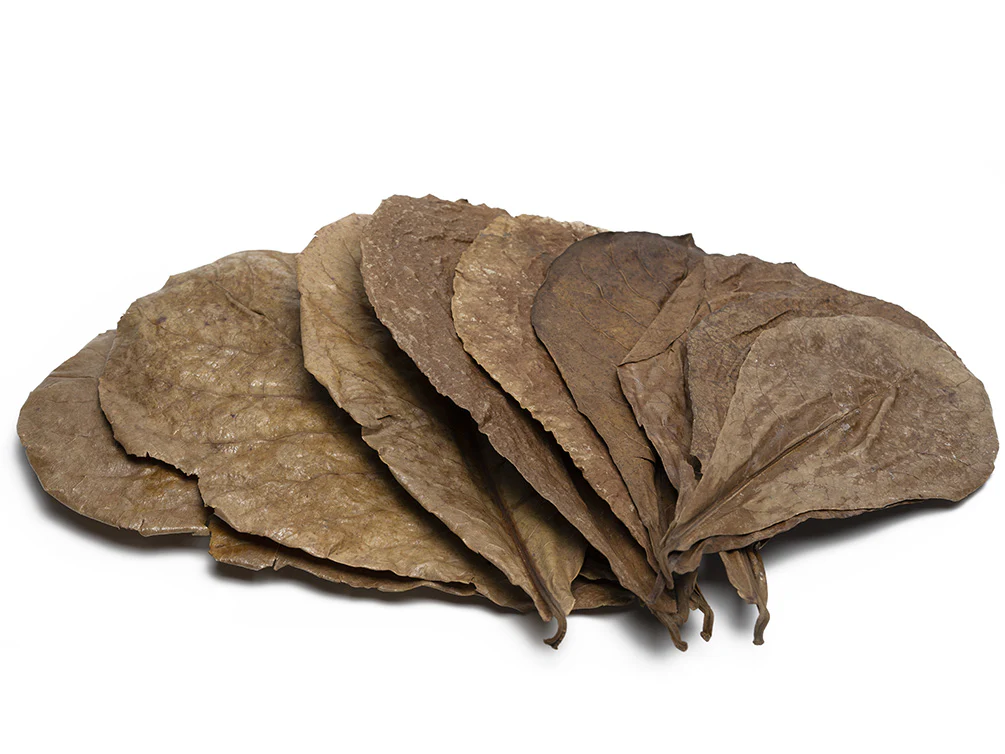 Catappa AKA Indian Almond Leaves - Nestor' Aquariums & Pets