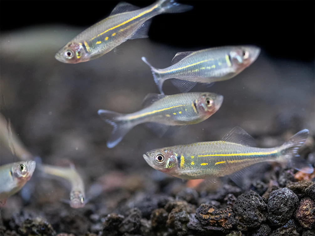 Giant Danio (Devario aequipinnatus), Tank-Bred! - Nestor' Aquariums & Pets