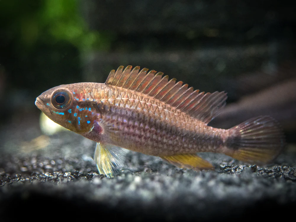 Tefe Agassizi's Dwarf Cichlid (Apistogramma cf. agassizii 