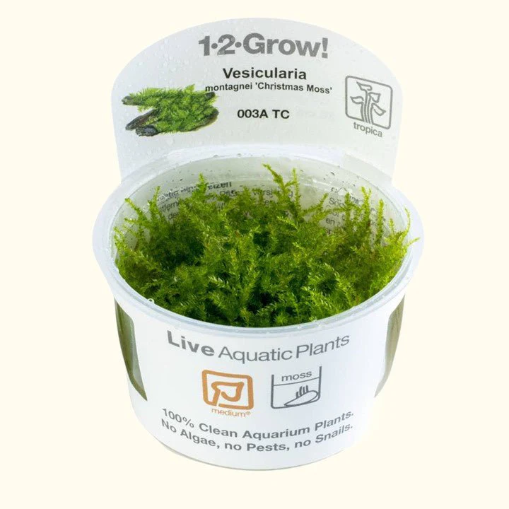 Vesicularia Dubyana 'Christmas Moss' Tissue Culture - Nestor' Aquariums & Pets
