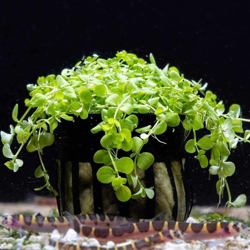 Monte Carlo - Nestor' Aquariums & Pets