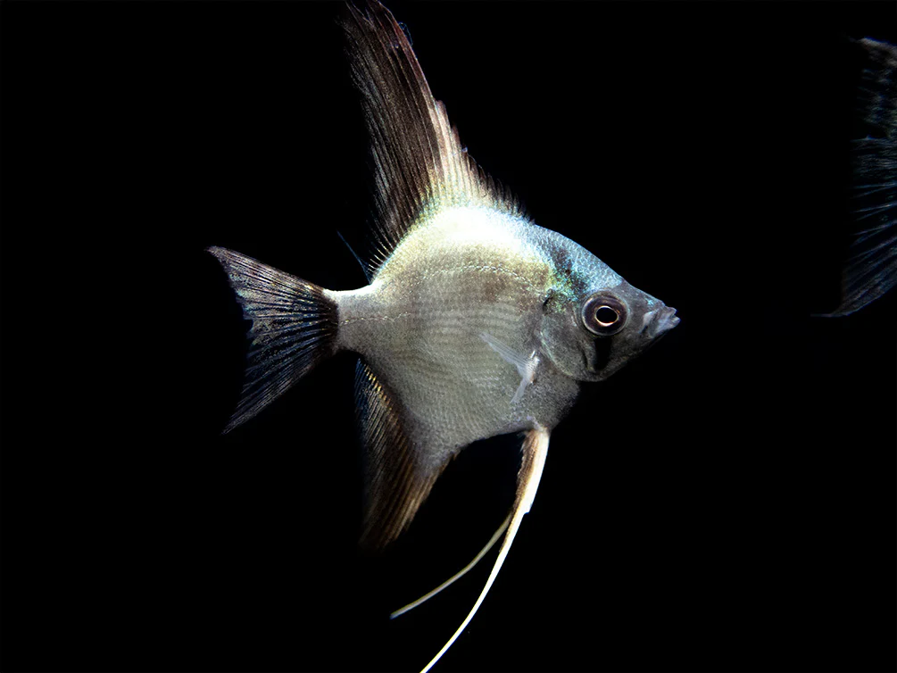 Avatar Turkey Green Angelfish (Pterophyllum scalare 