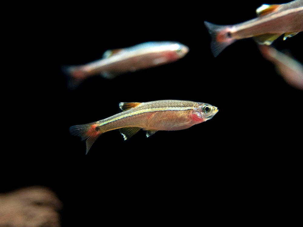 White Cloud Mountain Minnow (Tanichthys albonubes), Tank-Bred - Nestor' Aquariums & Pets