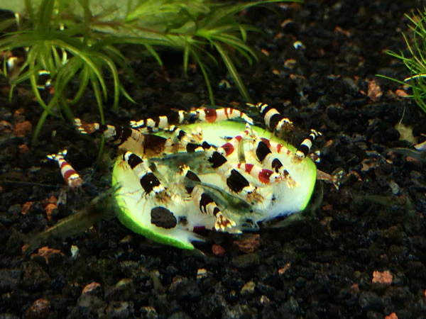 Crystal Black Shrimp (Caridina cantonensis, A-S Grade), Tank-Bred - Nestor' Aquariums & Pets