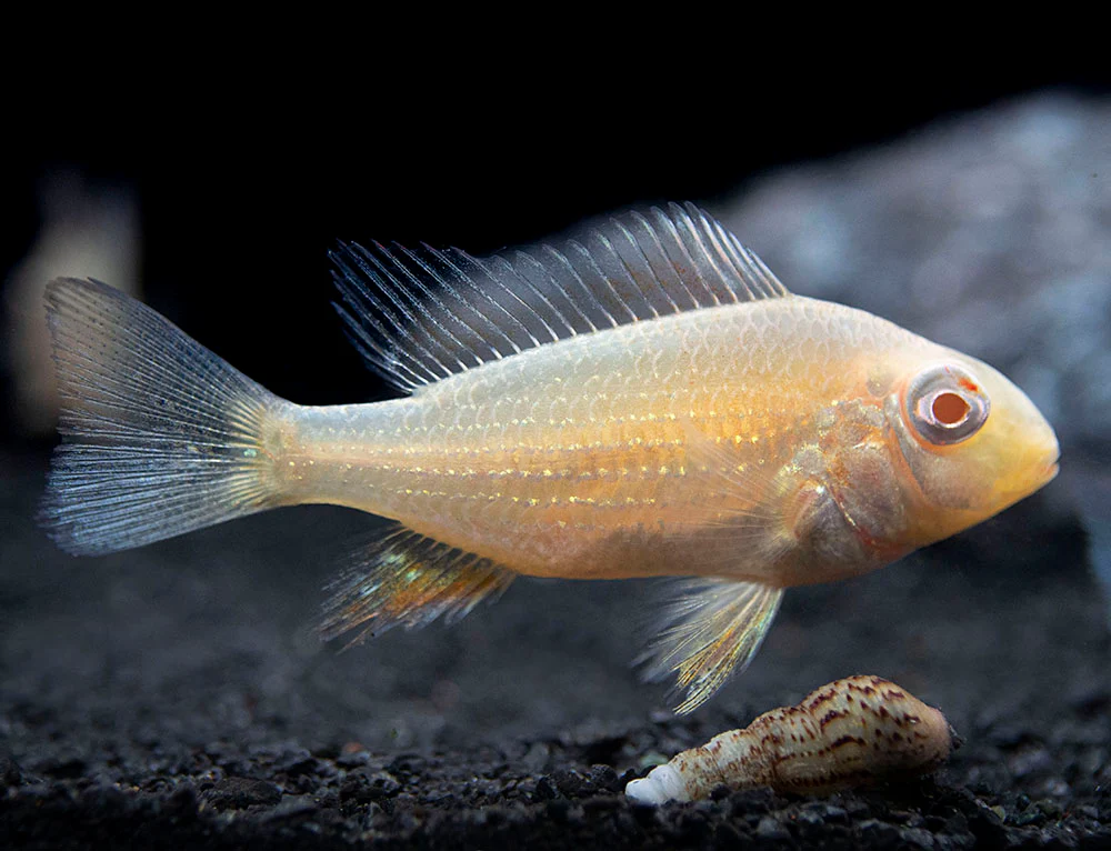 Albino Threadfin Acara Cichlid (Acarichthys heckelii), Tank-Bred! - Nestor' Aquariums & Pets