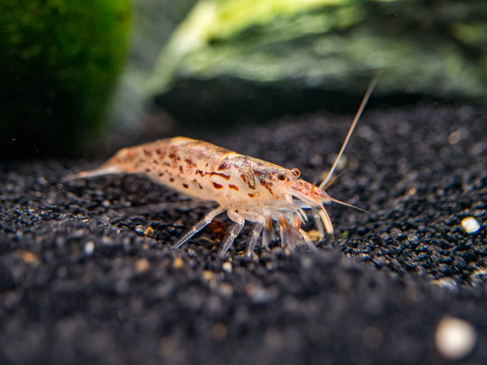 Green Lace Filter Shrimp (Atyopsis pilipes) - Nestor' Aquariums & Pets