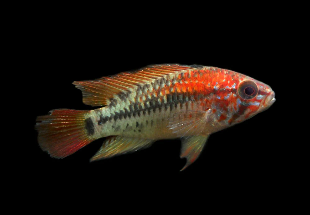 Red Shoulder Dwarf Cichlid (Apistogramma macmasteri), Tank-Bred - Nestor' Aquariums & Pets