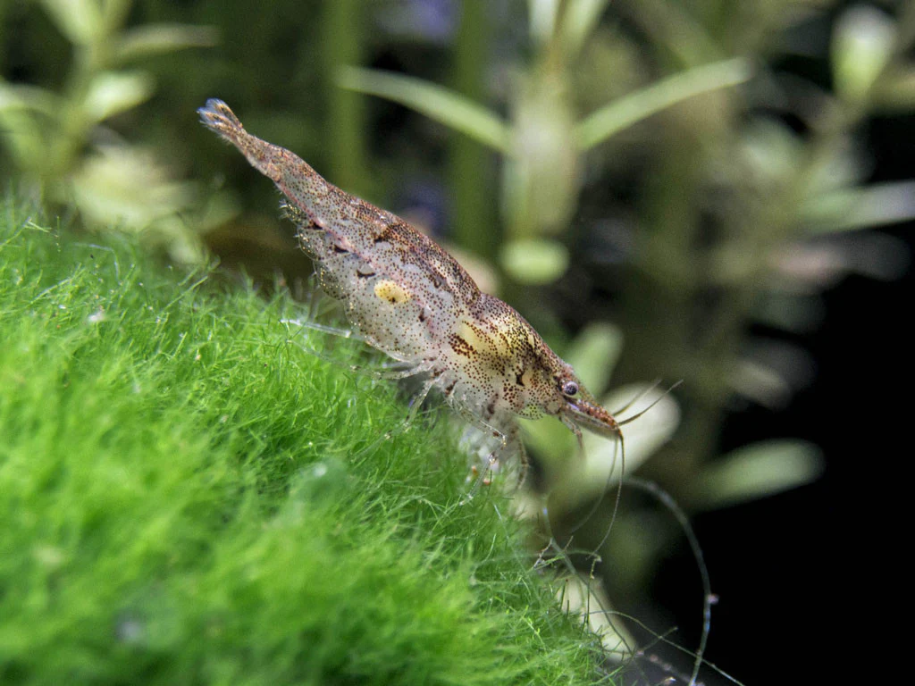 Wild Form Neocaridina Shrimp (Neocaridina davidi), Tank-Bred! - Nestor' Aquariums & Pets