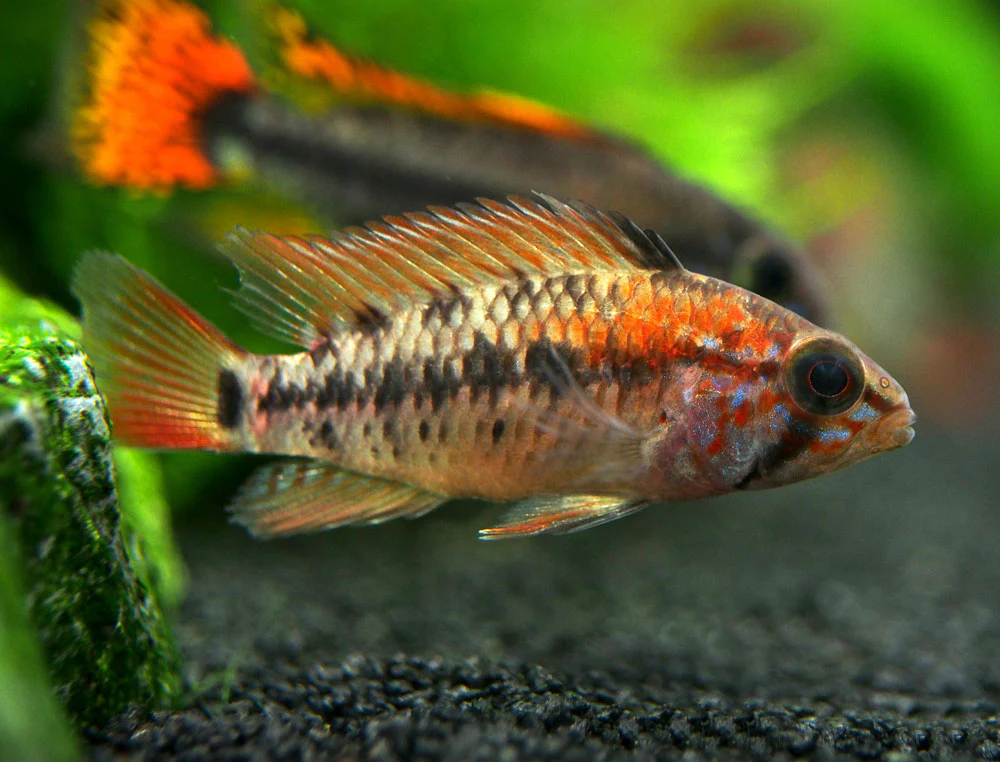 Red Shoulder Dwarf Cichlid (Apistogramma macmasteri), Tank-Bred - Nestor' Aquariums & Pets