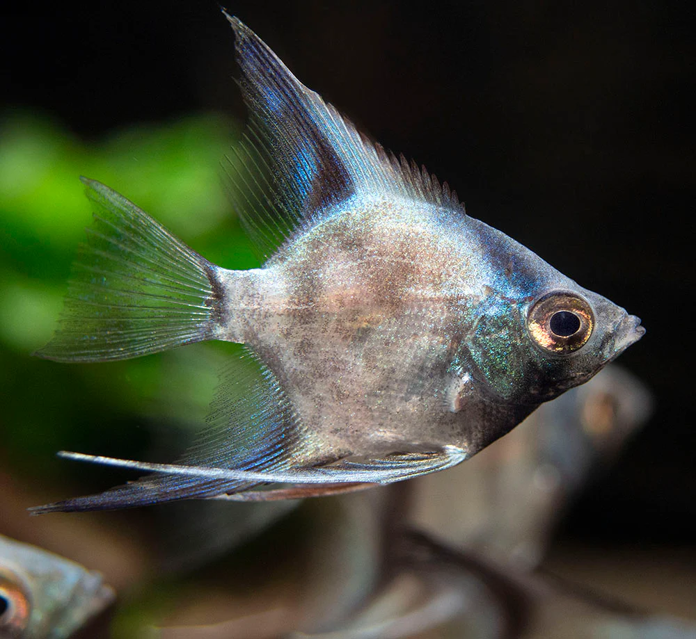 Avatar Turkey Green Angelfish (Pterophyllum scalare 