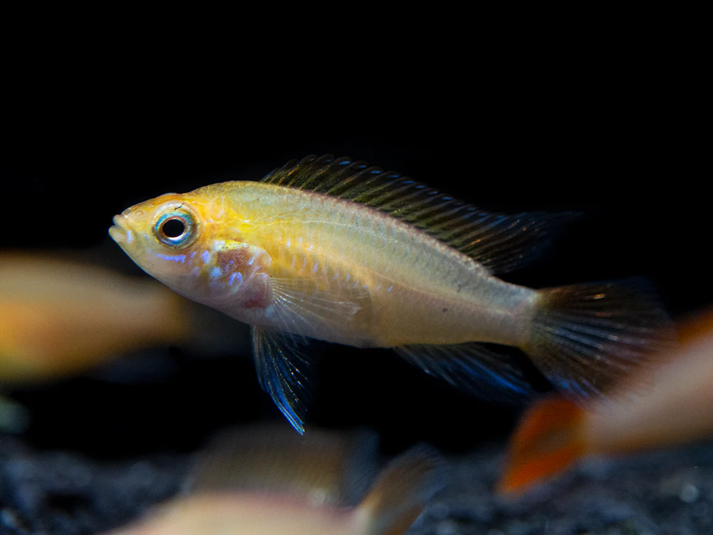 Fire Red Agassizi's Dwarf Cichlid (Apistogramma cf. agassizii) - TANK-BRED!!! - Nestor' Aquariums & Pets