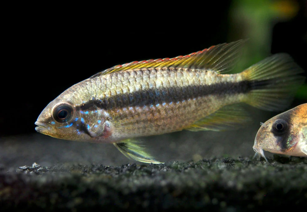 Double Red Agassizi's Dwarf Cichlid (Apistogramma cf. agassizii) - TANK-BRED!!! - Nestor' Aquariums & Pets
