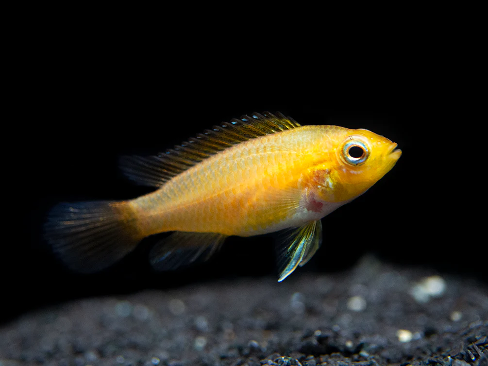 Fire Red Agassizi's Dwarf Cichlid (Apistogramma cf. agassizii) - TANK-BRED!!! - Nestor' Aquariums & Pets