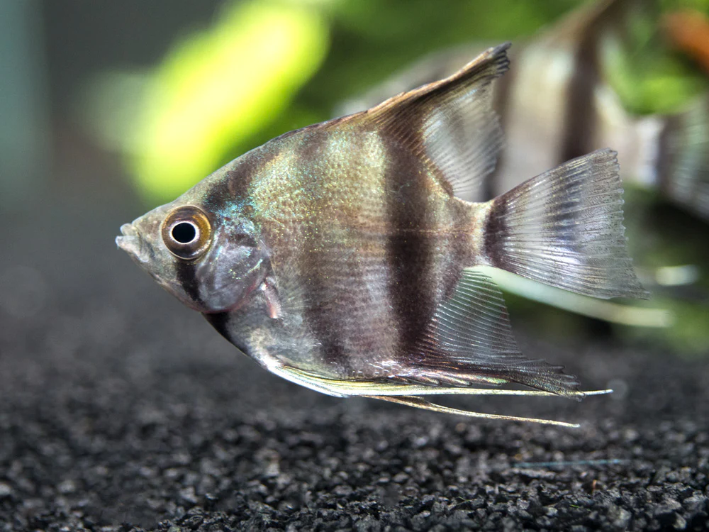 Peruvian Altum Angelfish (Pterophyllum scalare 