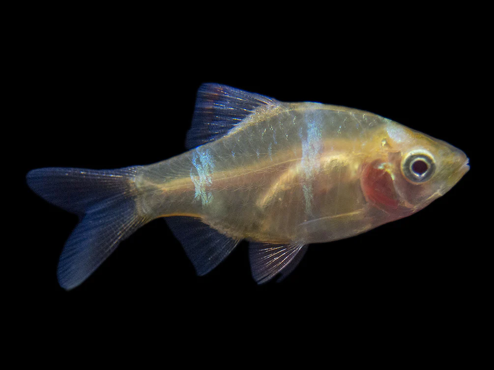 Albino Tiger Barb (Puntigrus tetrazona), Tank-Bred - Nestor' Aquariums & Pets