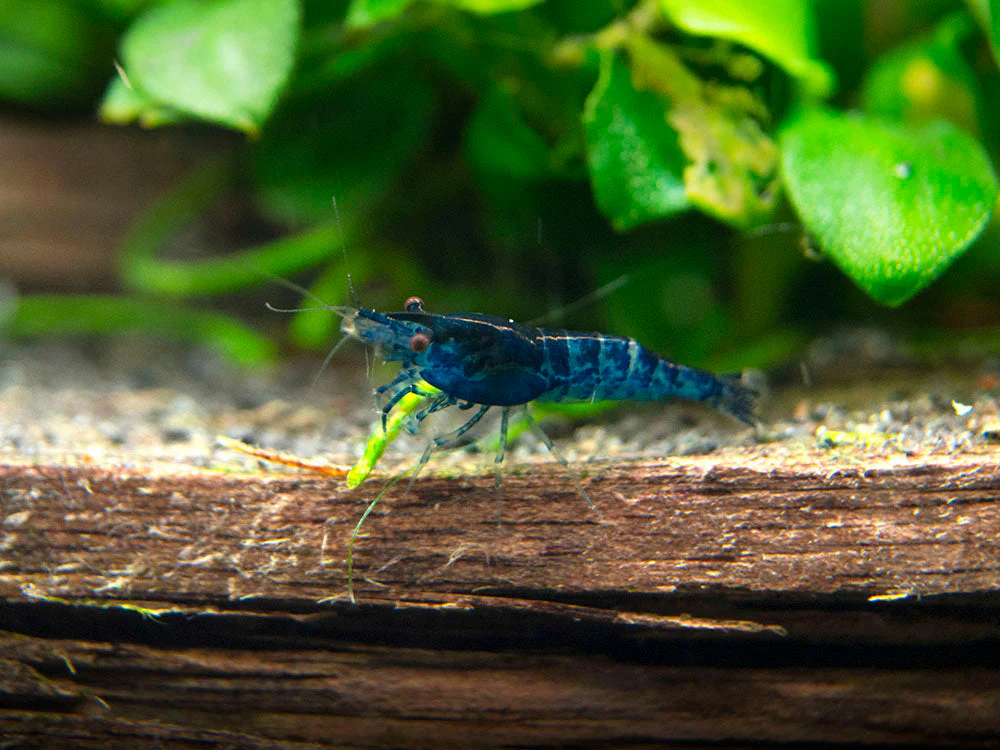 Dream Blue Velvet Shrimp Breeder Combo Box - Nestor' Aquariums & Pets