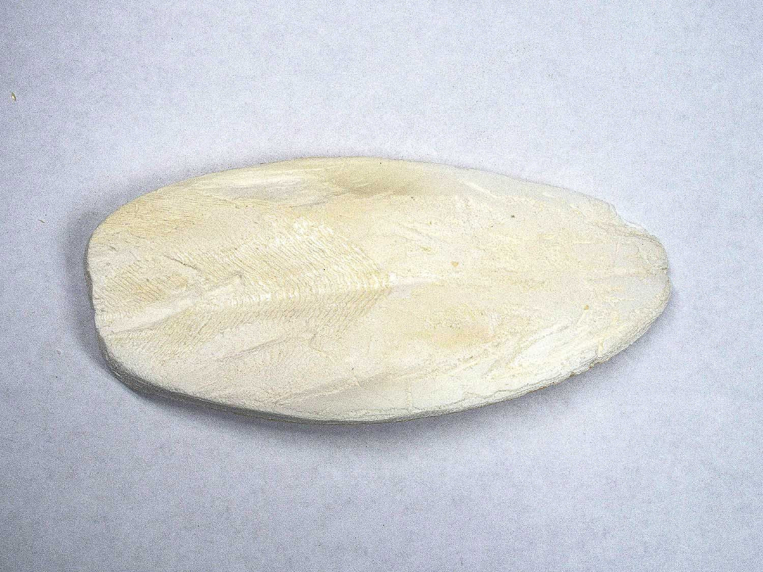 Cuttlebone (Natural Mineral Supplement) - Nestor' Aquariums & Pets