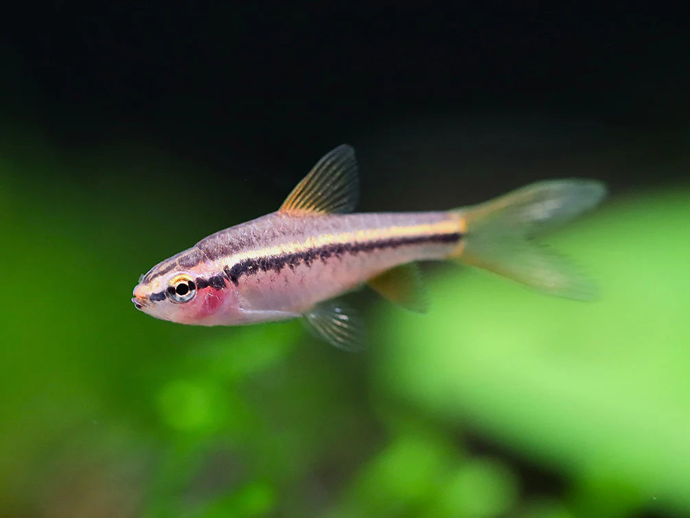 Longfin Cherry Barb (Puntius titteya) – Tank-Bred - Nestor' Aquariums & Pets