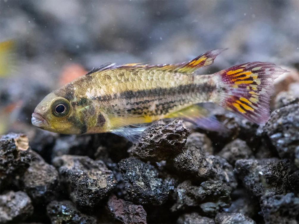 Cockatoo Dwarf Cichlid (Apistogramma cacatuoides) - Nestor' Aquariums & Pets