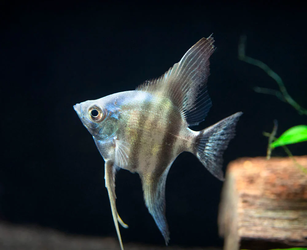 Avatar Turkey Green Angelfish (Pterophyllum scalare 