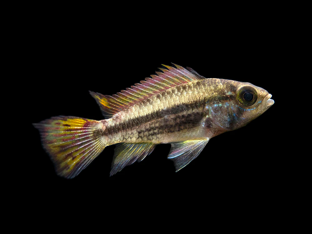 Cockatoo Dwarf Cichlid (Apistogramma cacatuoides) - Nestor' Aquariums & Pets