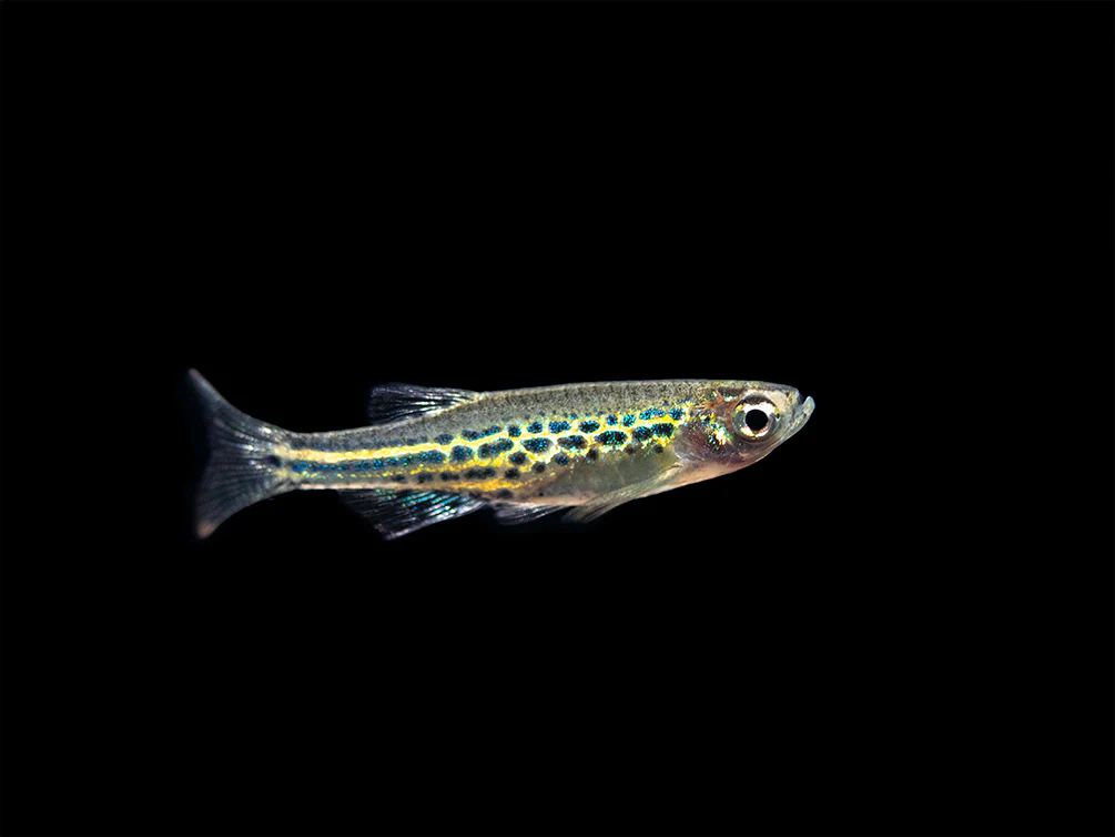 Gold Ring Danio (Brachydanio tinwini) - Nestor' Aquariums & Pets