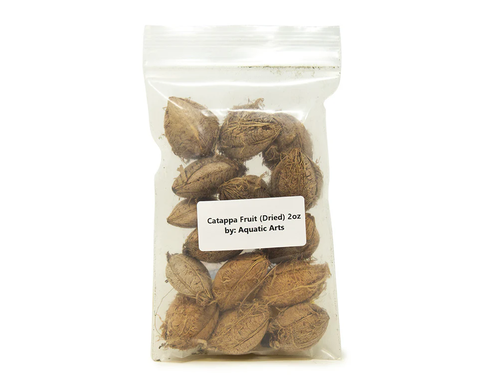Catappa Fruit - Nestor' Aquariums & Pets