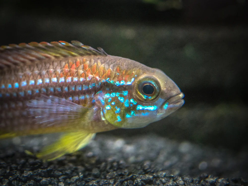 Tefe Agassizi's Dwarf Cichlid (Apistogramma cf. agassizii 