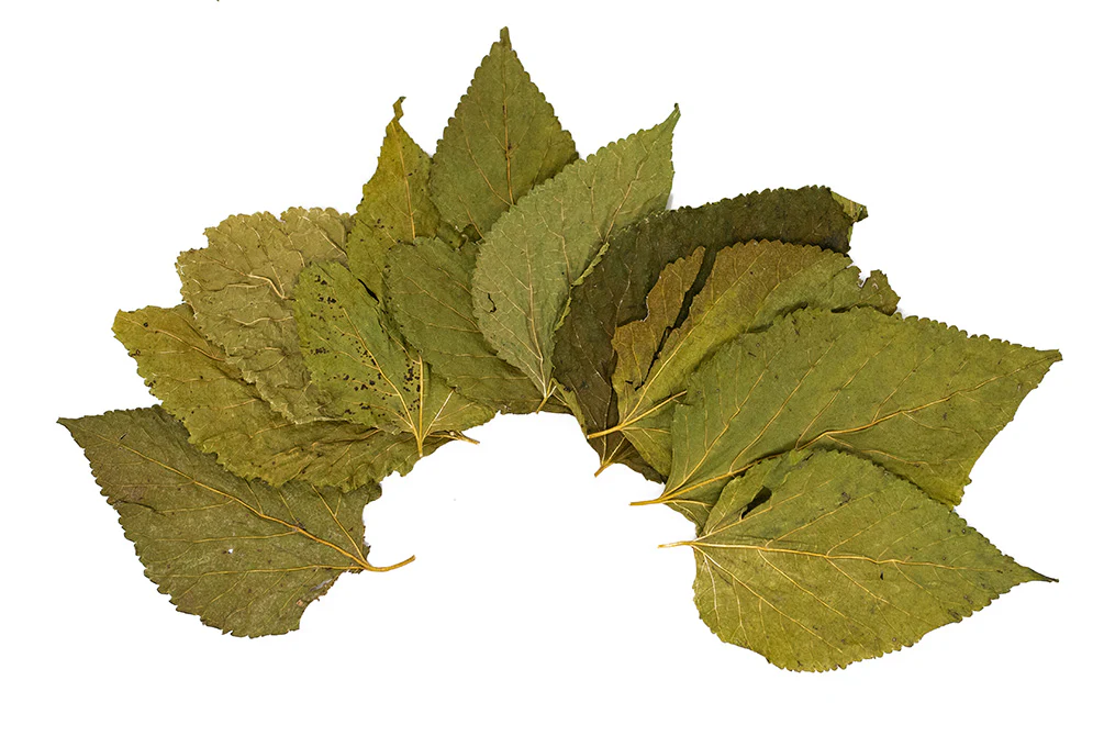 Mulberry Leaves - Nestor' Aquariums & Pets