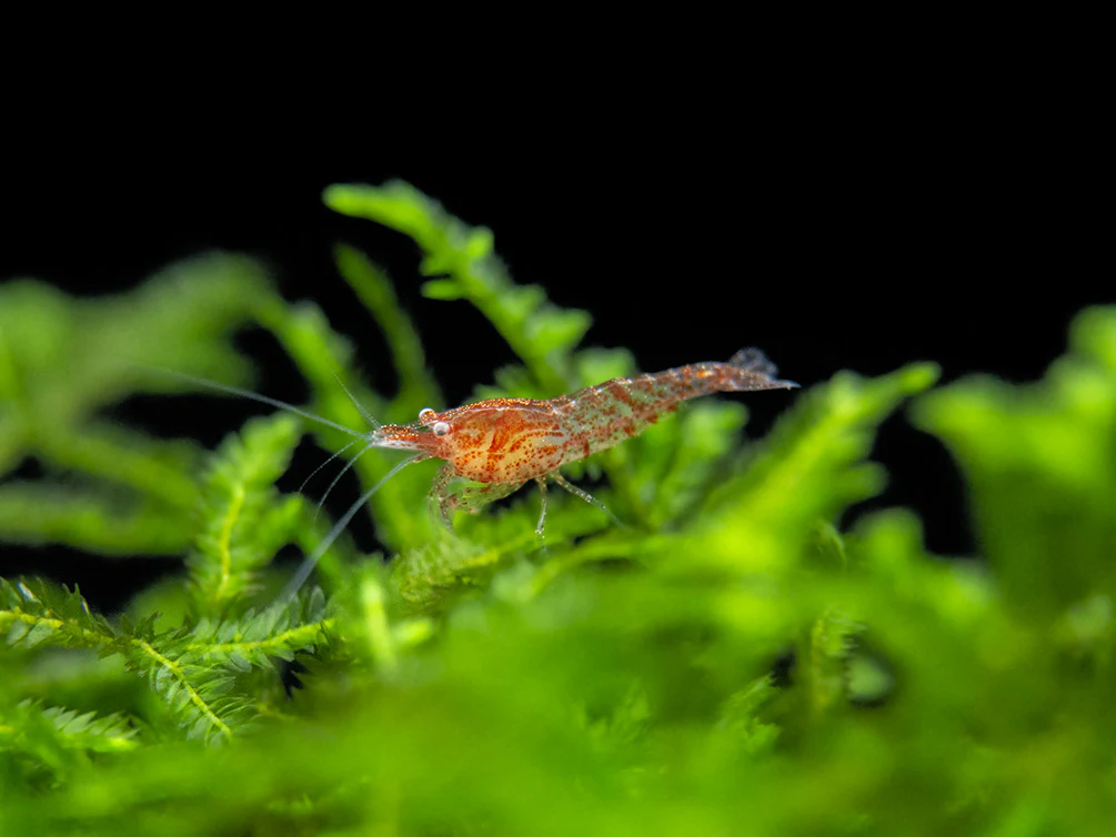 Sakura Red Cherry Shrimp Breeder Combo Box - Nestor' Aquariums & Pets