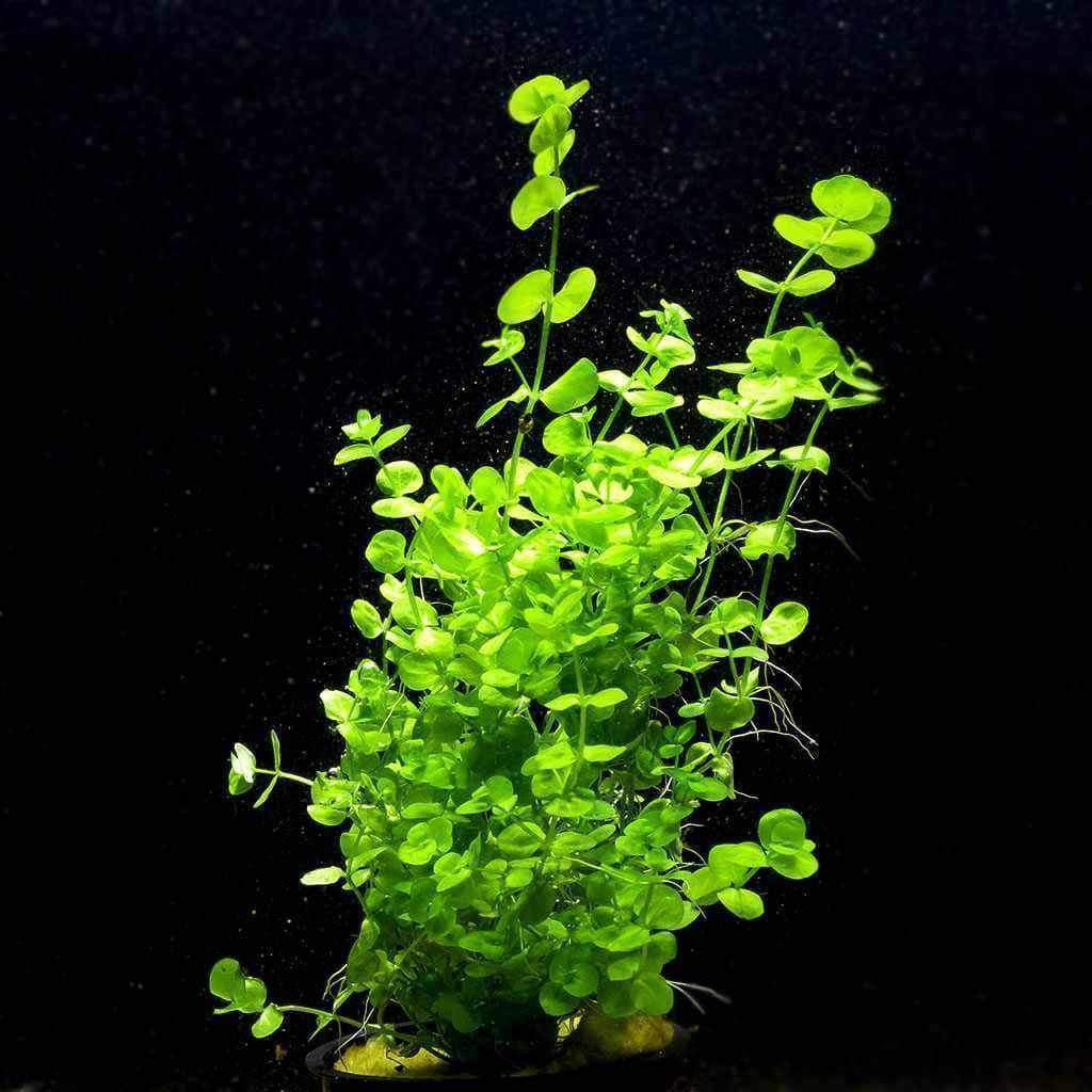 Baby Tears - Nestor' Aquariums & Pets