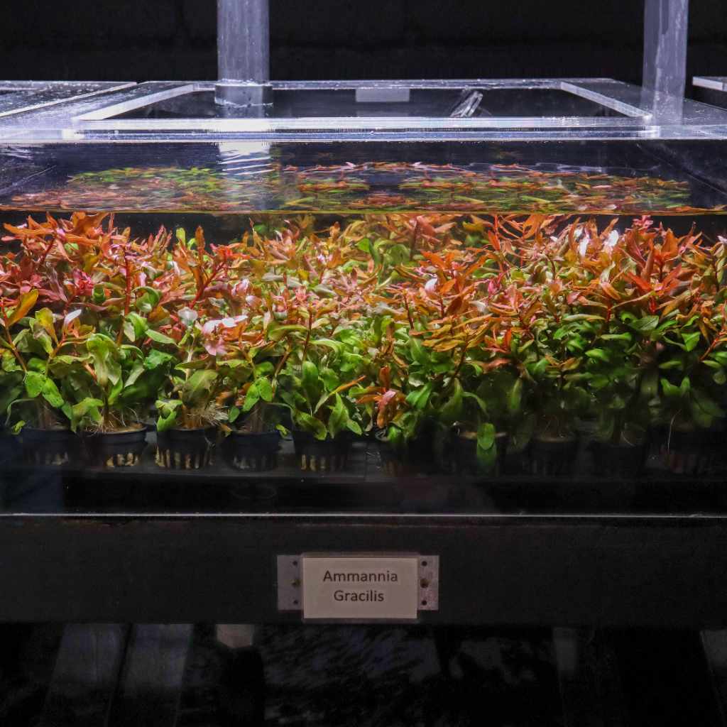 Ammannia Gracilis - Nestor' Aquariums & Pets