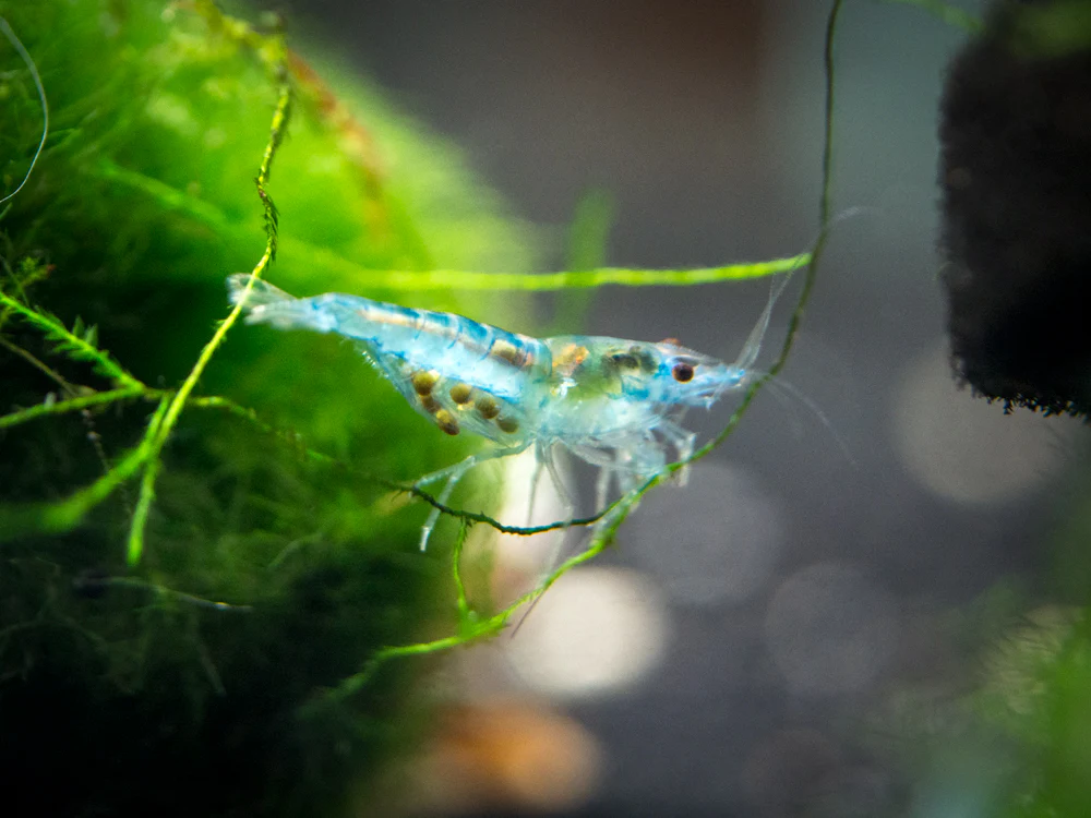 Sky Blue Velvet Shrimp Breeder Combo Box - Nestor' Aquariums & Pets