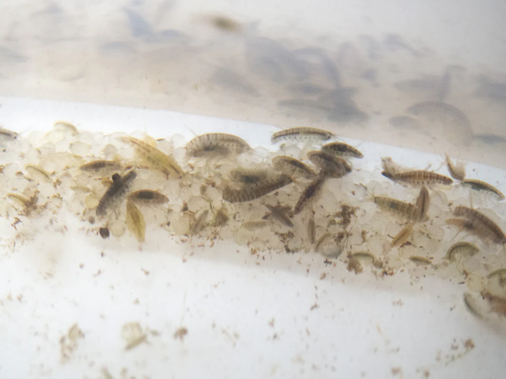 Live Scud AKA Freshwater Amphipod (Gammarus sp.) Culture - Aquatic Arts - Nestor' Aquariums & Pets