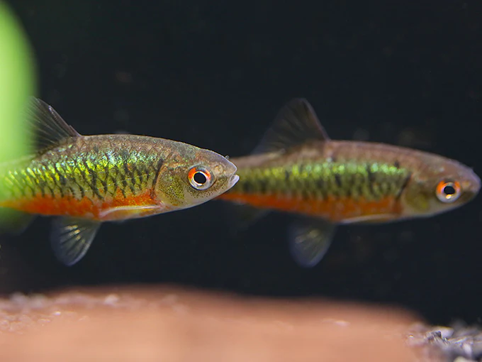 Schuberti Barb (Barbodes semifasciolatus var. schuberti) – Tank-Bred - Nestor' Aquariums & Pets