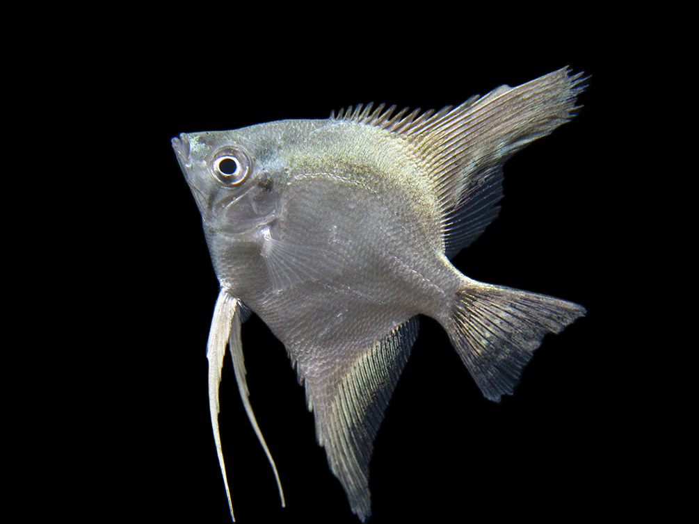 Belem Sky Blue Angelfish (Pterophyllum scalare) - Tank-Bred - Nestor' Aquariums & Pets