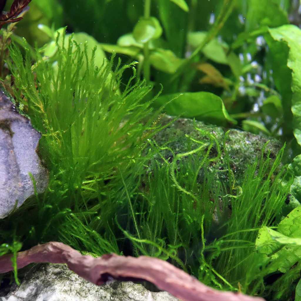 Taxiphyllum 'Spiky Moss' Tissue Culture - Nestor' Aquariums & Pets