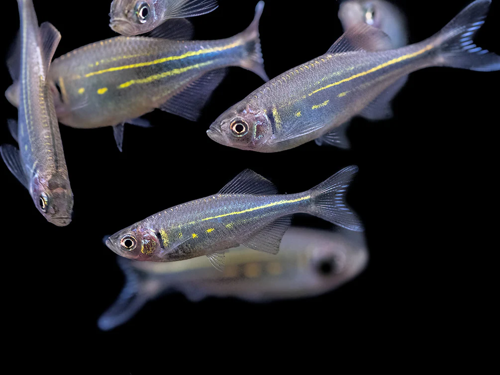 Giant Danio (Devario aequipinnatus), Tank-Bred! - Nestor' Aquariums & Pets