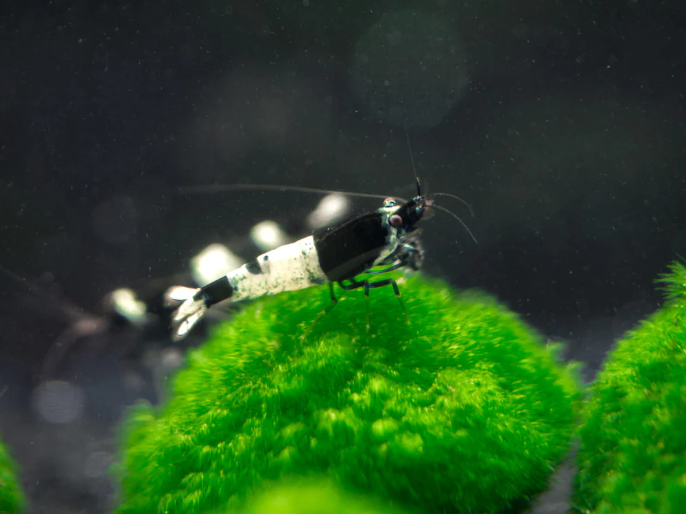 Black King Kong AKA Black Bolt Shrimp (Caridina cantonensis), A-S Grade, Tank-Bred! - Nestor' Aquariums & Pets