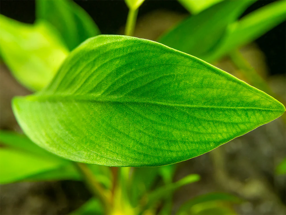 Anubias Nancon (Anubias barteri 