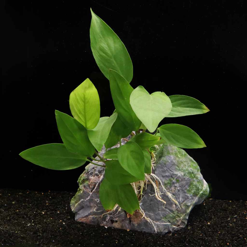 Anubias Hastifolia - Nestor' Aquariums & Pets