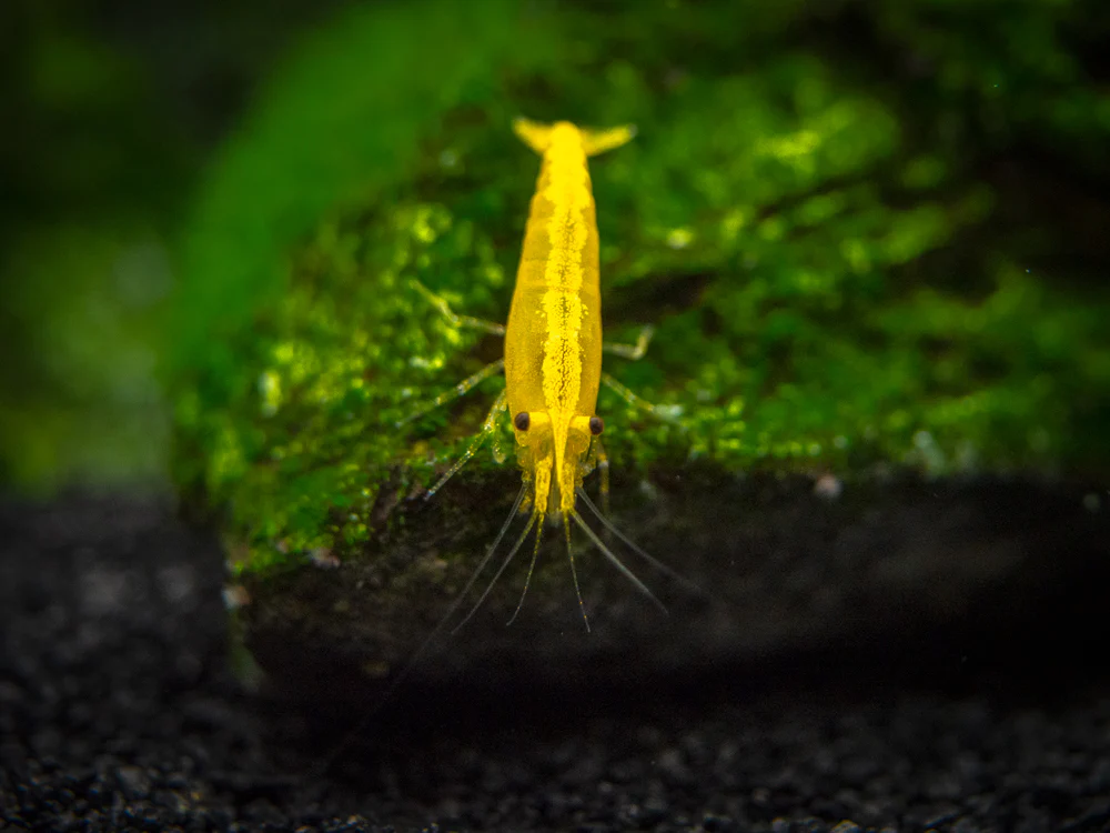 Golden Back Yellow Shrimp Breeder Combo Box - Nestor' Aquariums & Pets