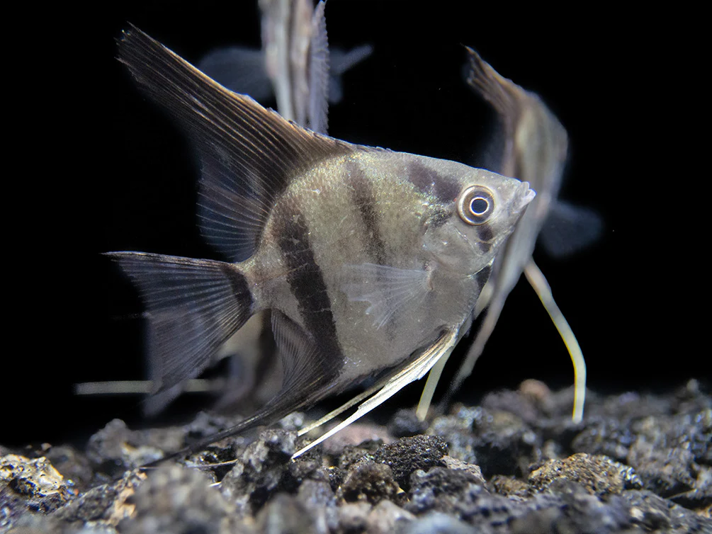 Rio Xingu Angelfish (Pterophyllum scalare), Tank-Bred - Nestor' Aquariums & Pets